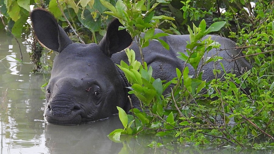 <div class="paragraphs"><p>Rhino calf stranded in flood near Kaziranga recently.</p></div>